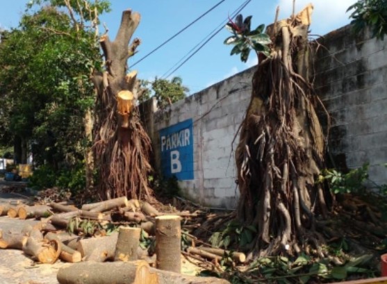 Screenshot_2021-03-18-19-30-59-78~2 Dinas Lh Belum Terima Laporan Pohon Karet Merah Di Jatim Park Ditebang