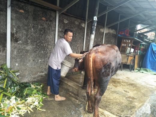 Fbr Sumbang Sapi Kurban Berat 600 Kilogram Untuk Warga