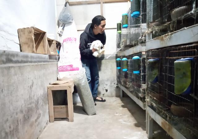 Berawal Dari Hobi, Eko Sabdianyo Ekspor Kelinci Ke Luar Negeri