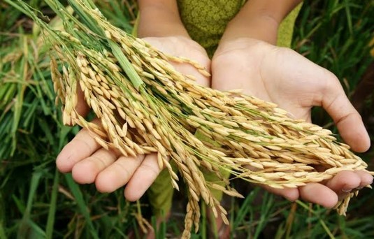 Pandemi Covid 19 Tak Pengaruhi Ketersediaan Pangan