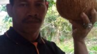 Petani Pengepul Batok Kelapa Kesulitan Jual Ke Pabrik