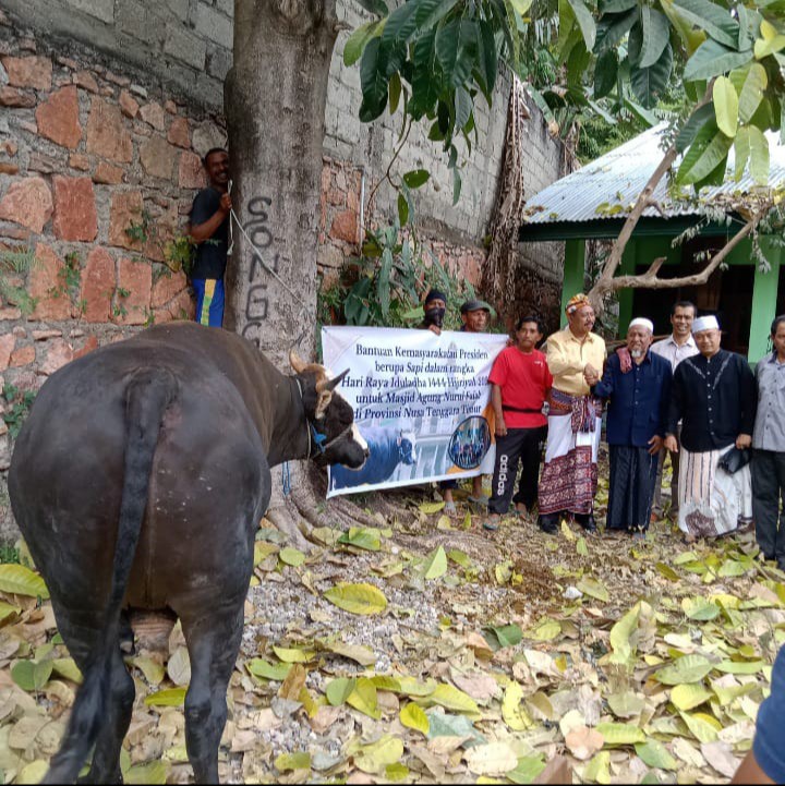 Presiden Jokowi Sumbang Sapi Untuk Umat Muslim Di Perbatasan Timor Leste
