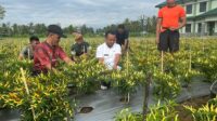 Dukungan Program Pj Bupati Bone, Kadis Asman Dorong Budidaya Cabai Jadi Solusi Terbaik Di Tengah Elnino