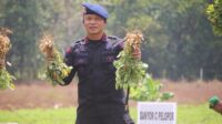 Danyon Brimob Bone Terlibat Aktif Dalam Upaya Penguatan Ketahanan Pangan_Zonanusantara.com