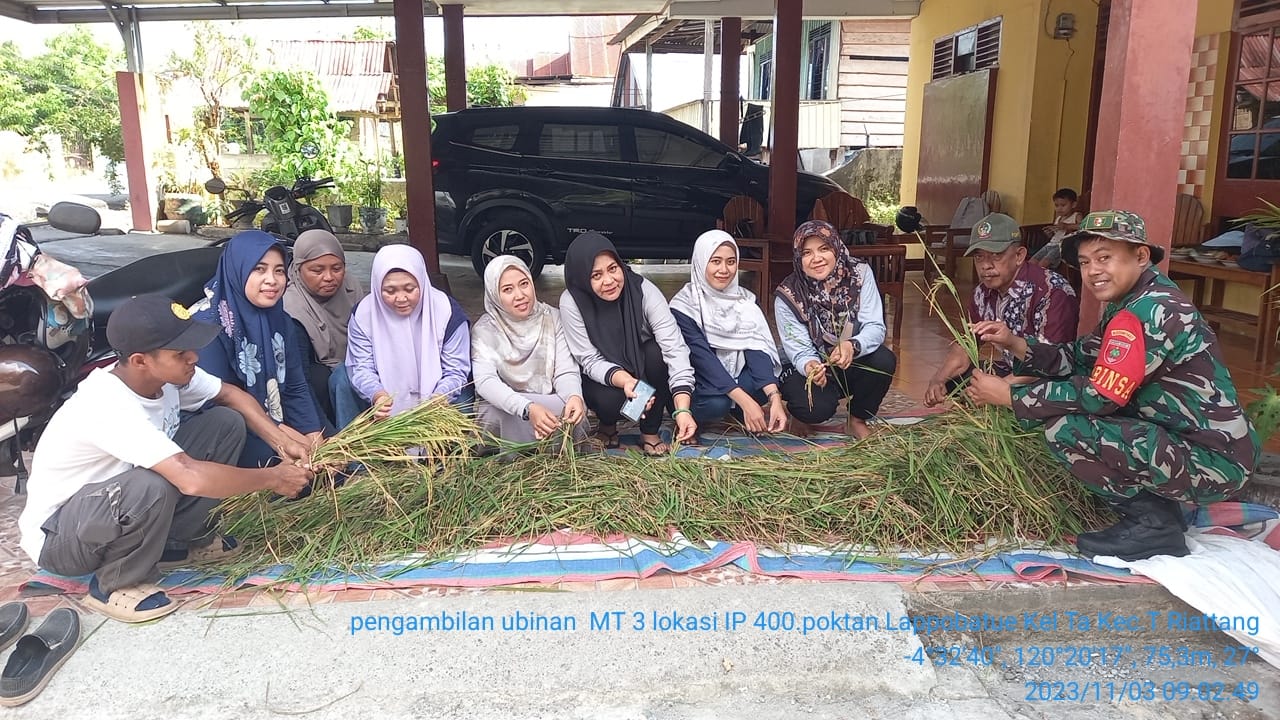 Petani Di Bone Tetap Produktif Meski Kemarau Panjang, Hasil Gabah Kering Tembus 10 Ton Per Hektar