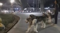 Dlh Sikapi Adanya Oknum Bawa Anjing Dan Bab Di Alun Alun Merdeka