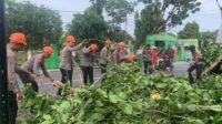 Pohon Tumbang Tutup Jalan Poros Bajoe, Tim Sar Brimob Bone Beraksi
