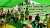 Penguatan Sektor Pertanian, Kadis Asman Giatkan Gerakan Tanam Jagung Hibrida