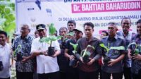 Pj. Gubernur Sulsel Telusuri Jejak Sukses Guru Smp Di Bone, Ubah Lahan Dari 6 Pohon Pisang Jadi 5 Hektar Budidaya Pisang Cavendish