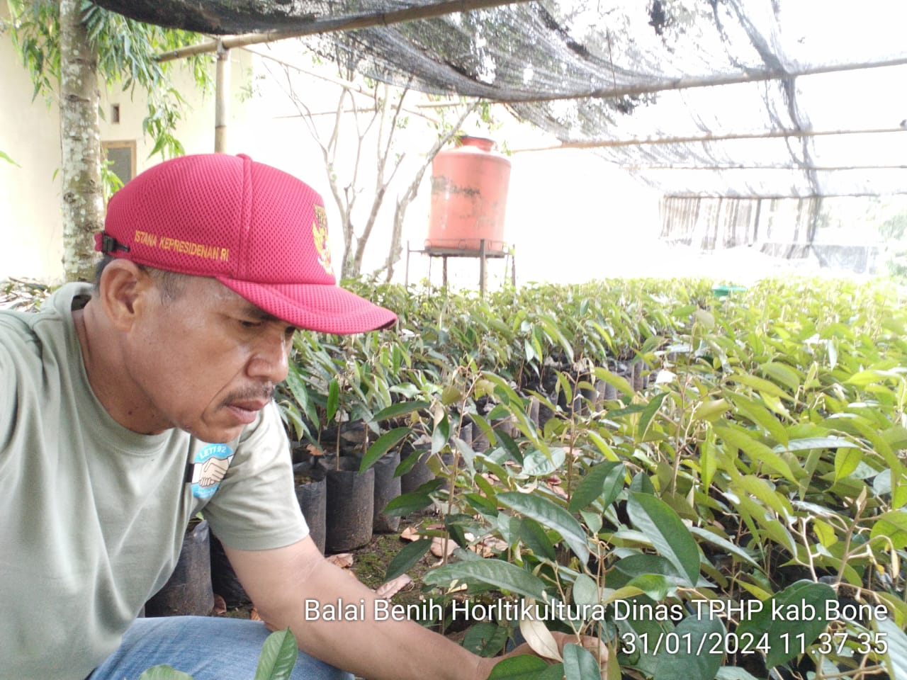 Langkah Inovatif Kadis Asman, Gagas Pembibitan Durian Musang King_Zonanusantara.com