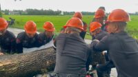 Aksi Kepahlawanan Tim Sar Brimob, Selamatkan Kota Watampone Dari Dampak Pohon Tumbang