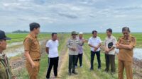 Dibalik Kunjungan Kadis Asman Di Dua Boccoe, Ribuan Hektar Lahan Rawa Ditargetkan Produktif Untuk Pertanian