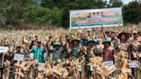 Strategi Kadis Tphp Jaga Kesejahteraan Petani, Bentuk Tim Satgas Serap Jagung, Pastikan Harga Tetap Wajar Di Kabupaten Bone