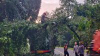 Brimob Beraksi, Tim Sar Evakuasi Pohon Tumbang Yang Memblokir Akses Jalan Poros Bone-Makassar