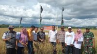 Petani Di Desa Ponre-Ponre Berhasil Panen Melimpah Meski Diterpa Kekeringan