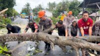 Pohon Tumbang Tutup Jalur Utama Bone Wajo, Brimob Bone Gerak Cepat Lakukan Evakuasi