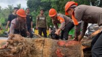 Tim Sar Brimob Bone Evakuasi Pohon Tumbang Di Apala