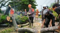 Kesigapan Tim Sar Brimob Bone Evakuasi Pohon Tumbang Di Poros Bone-Wajo