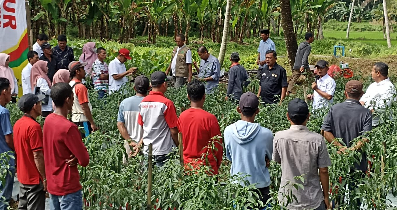 Panen Perdana Cabai Besar Di Bone, Upaya Peningkatan Kesejahteraan Petani Jelang Idul Adha