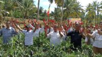 Panen Perdana Cabai Besar Di Bone, Upaya Peningkatan Kesejahteraan Petani Jelang Idul Adha
