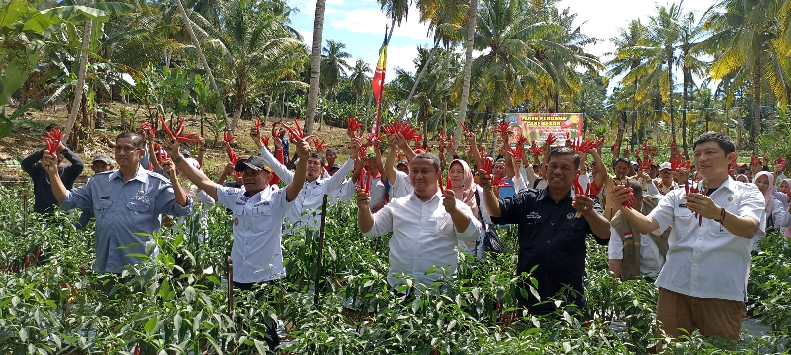 Panen Perdana Cabai Besar Di Bone, Upaya Peningkatan Kesejahteraan Petani Jelang Idul Adha
