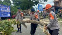 Pohon Tumbang Tutup Akses Jalan Ke Pelabuhan Bajoe, Sar Brimob Gerak Cepat Lakukan Evakuasi
