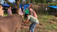 Pastikan Hewan Kurban Sehat, Brimob Bone Gandeng Dinas Peternakan Periksa Hewan Kurban