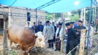 Sapi Kurban 'Turbo' Presiden Jokowi Dibeli Dari Peternak Lokal Bone Untuk Idul Adha, Pj Bupati Bone: Berkah Luar Biasa Bagi Masyarakat