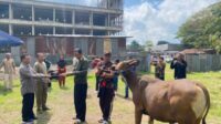 Wakil Bupati Ttu Serahkan Hewan Kurban Dua Ekor Sapi Bantuan Pemerintah Daerah