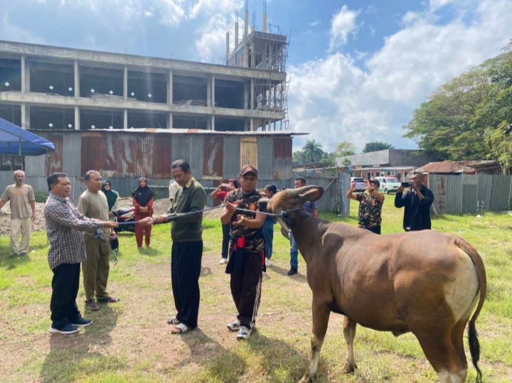 Wakil Bupati Ttu Serahkan Hewan Kurban Dua Ekor Sapi Bantuan Pemerintah Daerah