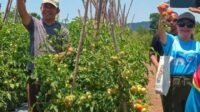 Kebun Tomat Svd Timor, Inspirasi Kemandirian Di Ttu