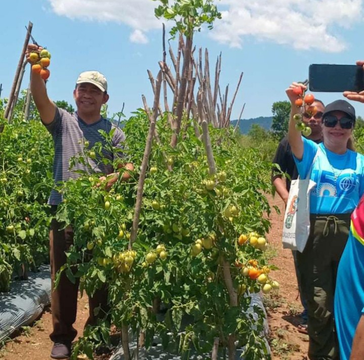 Kebun Tomat Svd Timor, Inspirasi Kemandirian Di Ttu