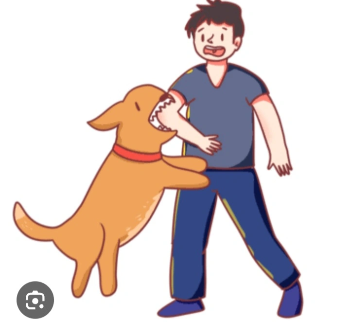 Kasus Rabies Di Ttu Kembali Makan Korban, Vaksinasi Jadi Sorotan