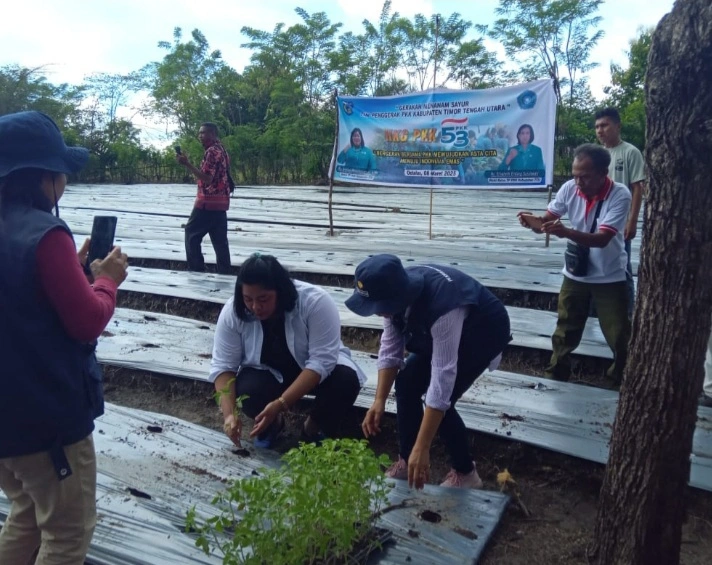 Tp Pkk Ttu Dorong Kemandirian Pangan Melalui Aksi Tanam Sayur Dan Diversifikasi Pertanian