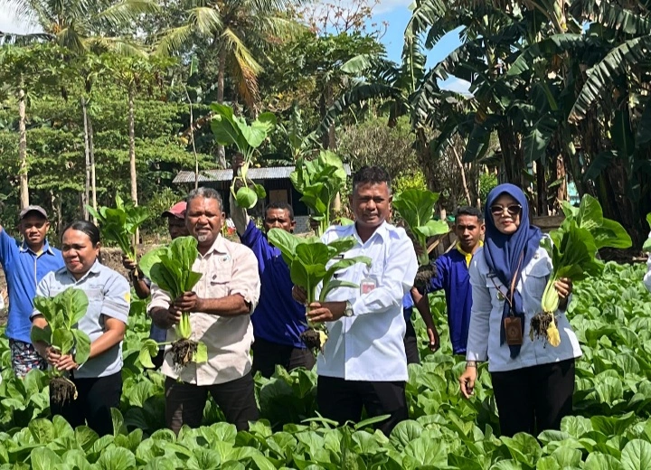 Kolaborasi Manis, Rutan Kefamenanu Panen Perdana Sayuran Hortikultura