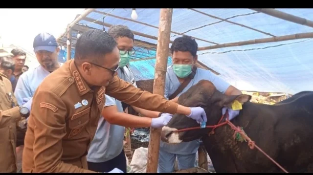 Pemkot Malang Periksa Hewan Kurba Jelang Idul Adha