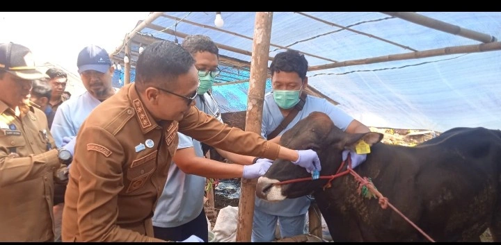Pemkot Malang Periksa Hewan Kurba Jelang Idul Adha