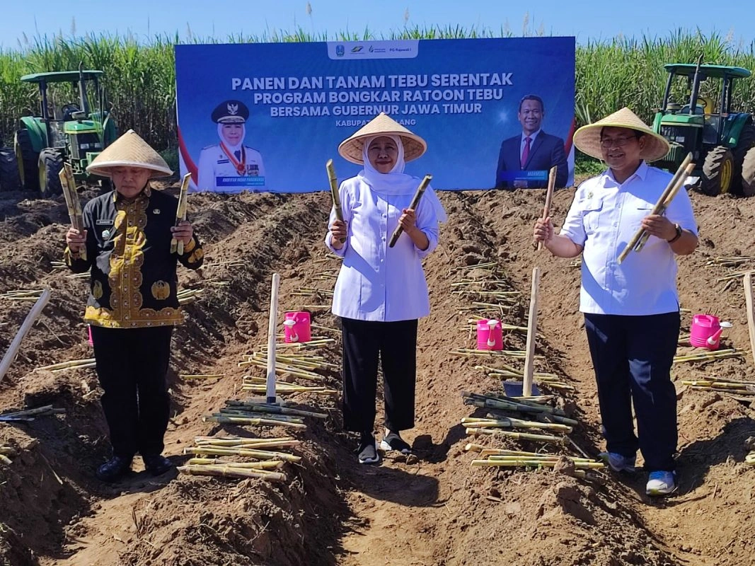 Pemprov Jatim Gandeng Cv Lang Buana Genjot Program 'Bongkar Ratoon' Tebu Di Malang