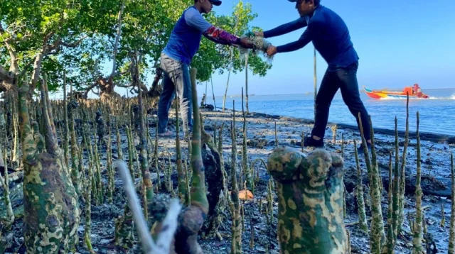 Peringati Hari Mangrove Sedunia Di Teluk Bone, Literasea Selamatkan Pohon Tua Dari Jeratan ‘Jaring Hantu’