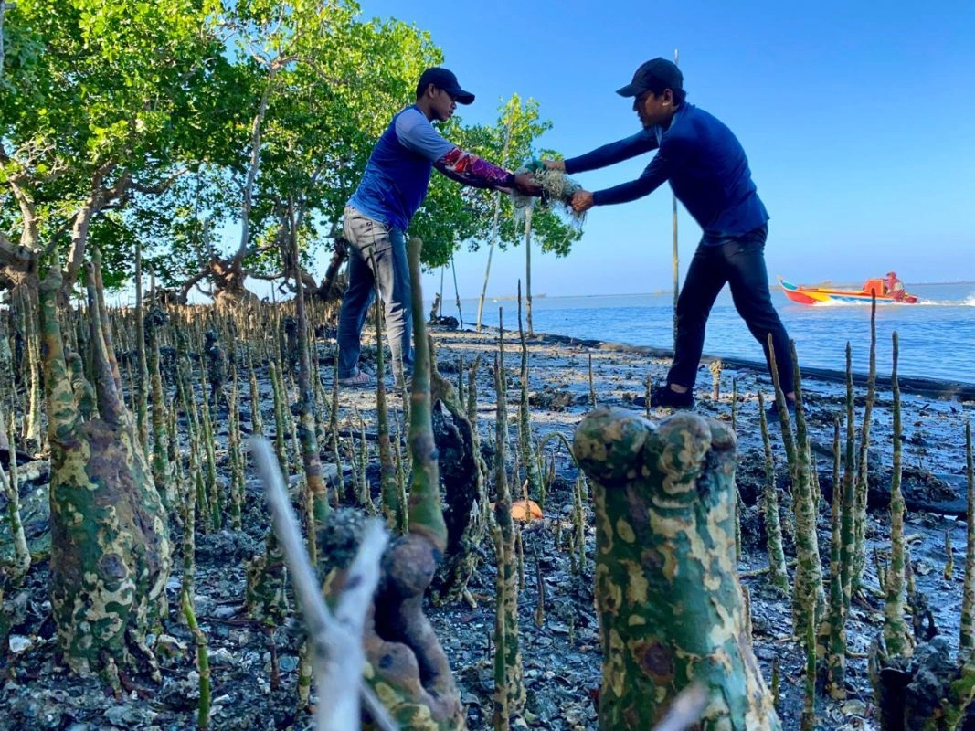 Peringati Hari Mangrove Sedunia Di Teluk Bone, Literasea Selamatkan Pohon Tua Dari Jeratan ‘Jaring Hantu’