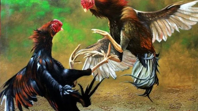 Judi Sabung Ayam Diduga Dibekingi Oknum Polisi Lurah Kordinasi Dengan Babinsa 