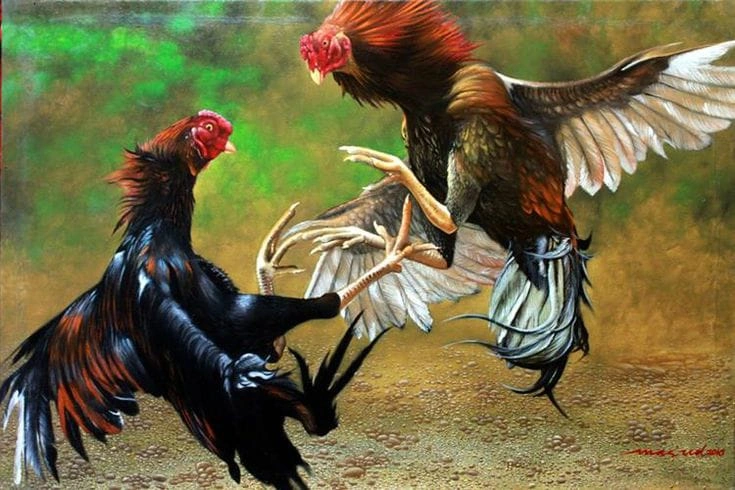 Judi Sabung Ayam Diduga Dibekingi Oknum Polisi Lurah Kordinasi Dengan Babinsa 