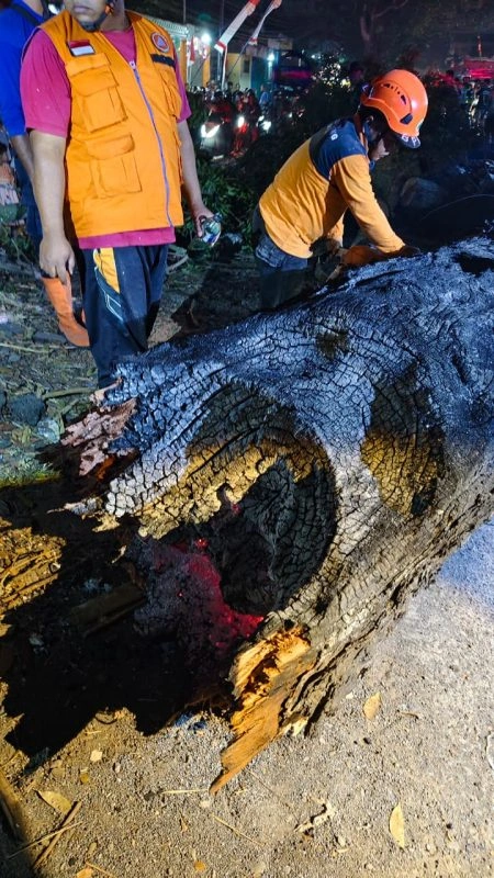 Diduga Sengaja Dibakar, Pohon Mahoni Tumbang, Timpa Delapan Pengendara 