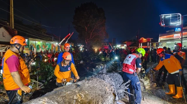 Diduga Sengaja Dibakar, Pohon Mahoni Tumbang, Timpa Delapan Pengendara 