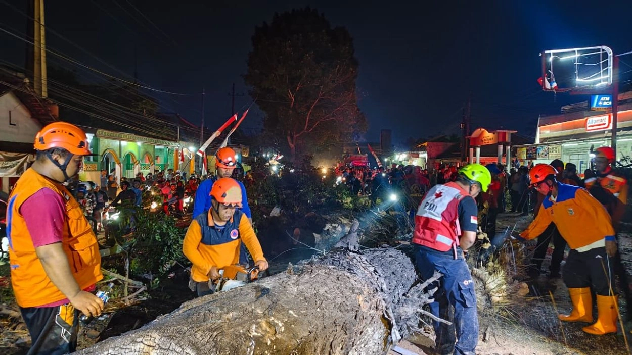 Diduga Sengaja Dibakar, Pohon Mahoni Tumbang, Timpa Delapan Pengendara 