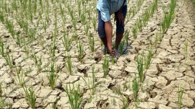 Tiga Desa Di Bone Terancam Gagal Panen Akibat Kekeringan 