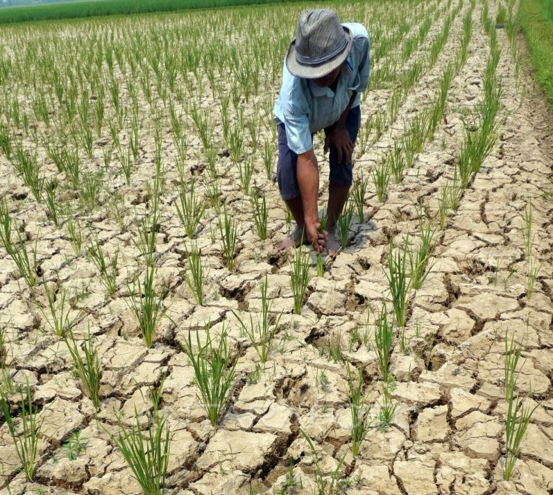Tiga Desa Di Bone Terancam Gagal Panen Akibat Kekeringan 