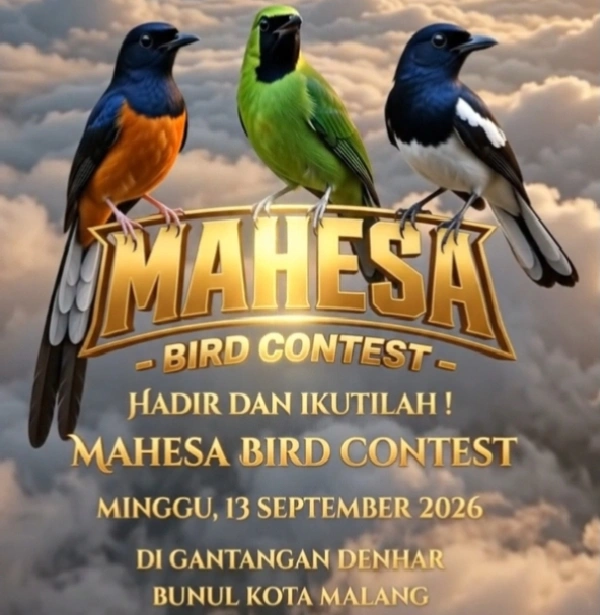 Mahesa Bird Contest &Quot;September Ceria&Quot; Siap Guncang Malang