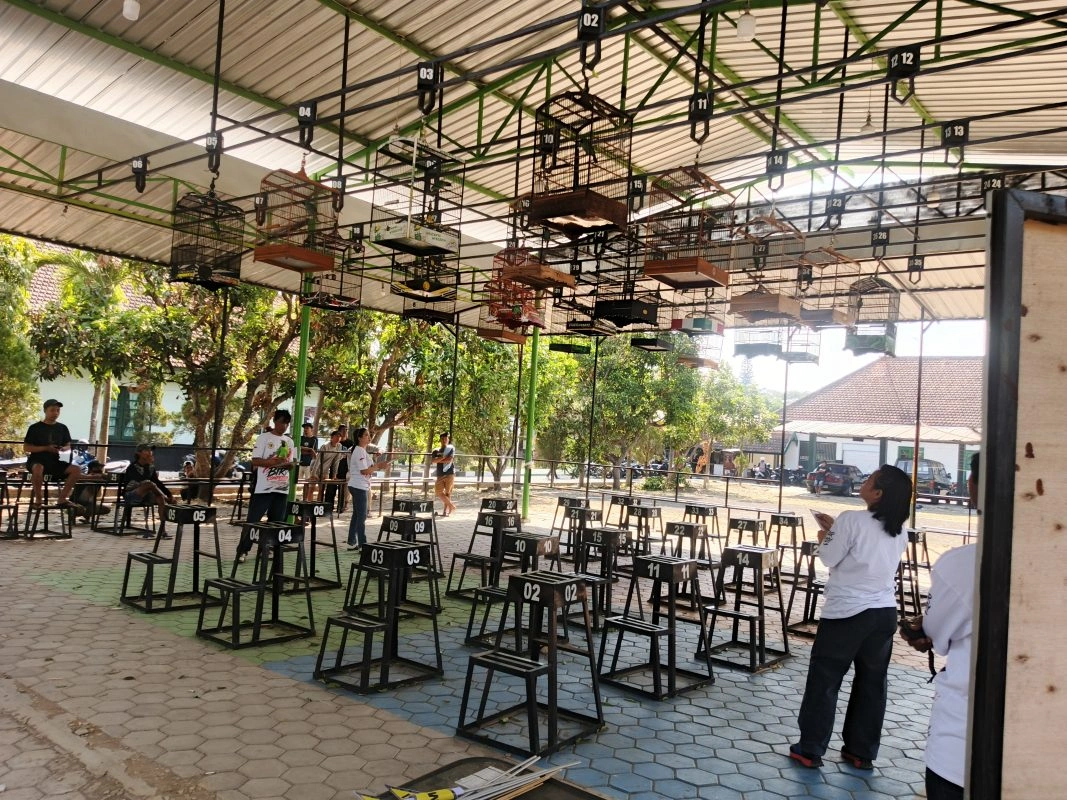 Ratusan Kicaumania Hingga Sumbawa Ramaikan Mahesa Bird Contest 'September Ceria'